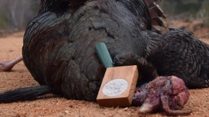 A Turkey Call with The Petrified Sound