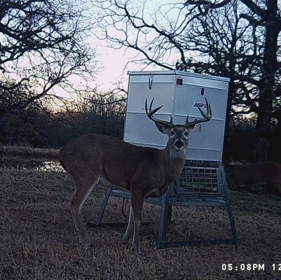 Oklahoma Hunts - Whitetail Deer, Hogs, Turkey, Quail, Dove, Duck, Predators
