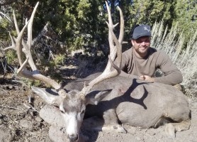 Mule Deer