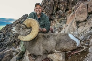 Bighorn Sheep