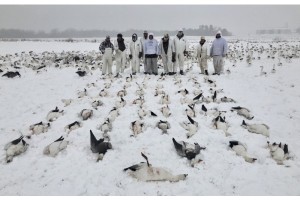 Snow Goose