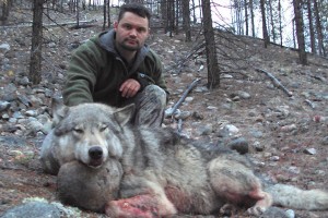 Wolf, Predators, Varmints
