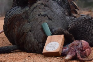 A Turkey Call with The Petrified Sound