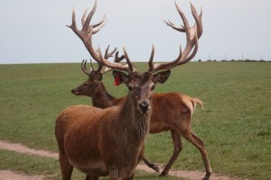 Whitetail, Elk, Bison, Red Stag