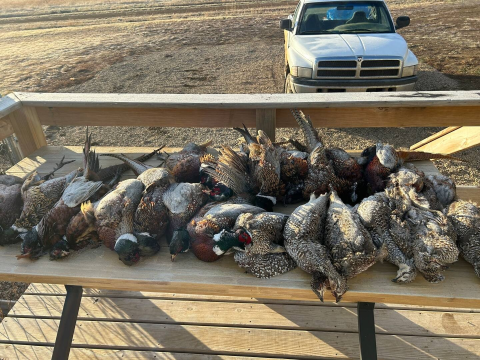 Pheasant, Grouse, Hungarian Partridge, Prarie Dog, Coyote