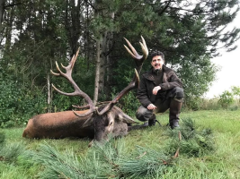 Red Stag, Fallow, Roe Buck, Mouflon, Wild Boar, Pheasant, Hare, Partridge, Duck, Geese