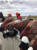 Upland Game Birds, Turkey