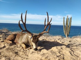 Mule Deer, Coues Deer, Bighorn Sheep